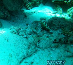 Cymbacephalus parilis