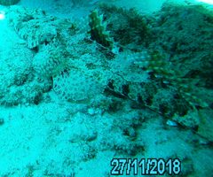 Cymbacephalus parilis