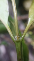 Peponidium