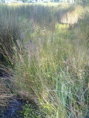 Epilobium pallidiflorum