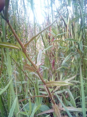 Epilobium pallidiflorum