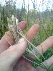 Epilobium pallidiflorum