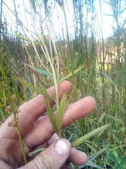 Epilobium pallidiflorum