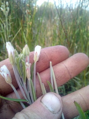 Epilobium pallidiflorum