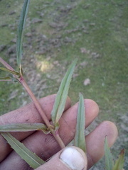 Epilobium pallidiflorum