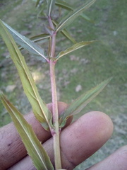 Epilobium pallidiflorum