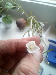 Epilobium pallidiflorum