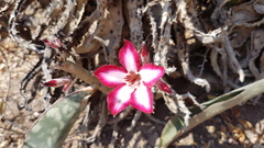 Adenium multiflorum