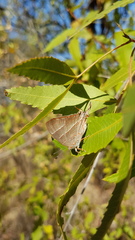 Hemiolaus caeculus