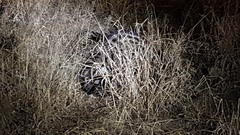 Civettictis civetta australis