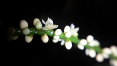Dypsis concinna