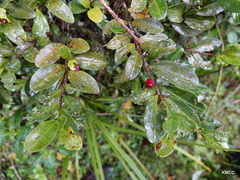 Erythroxylum