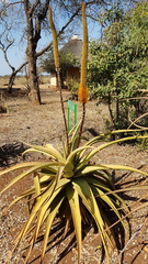 Aloe spicata