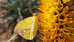 Afrodryas leda