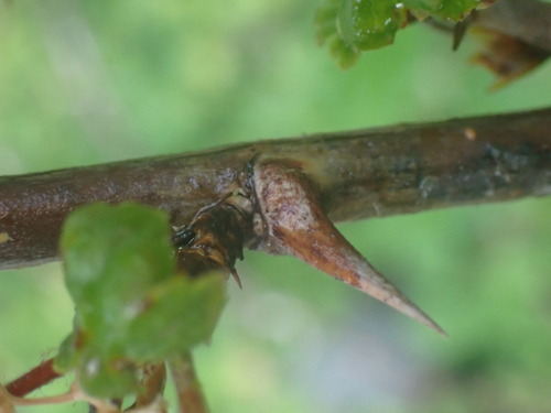 Image of Ribes divaricatum by no rights reserved