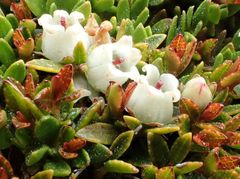 Gaultheria parvula