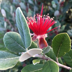 Feijoa sellowiana