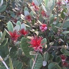 Feijoa sellowiana