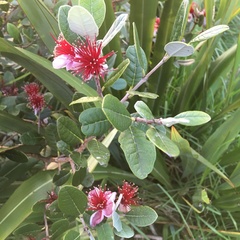 Feijoa sellowiana