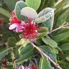 Feijoa sellowiana
