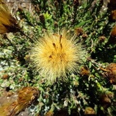 Pteronia hutchinsoniana