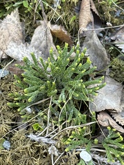 Diphasiastrum alpinum image