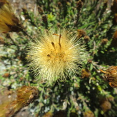 Pteronia hutchinsoniana