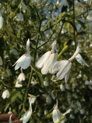 Rhinacanthus nasutus