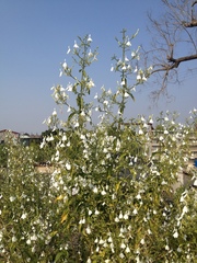 Rhinacanthus nasutus