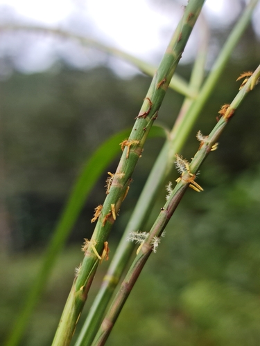 Hemarthria altissima image