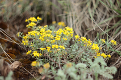 Odontarrhena obovata