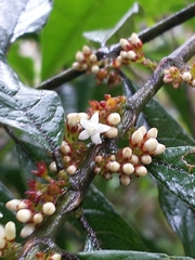Peponidium