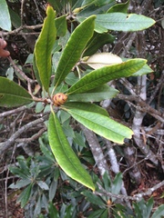 Rhododendron formosanum