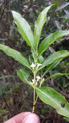 Tricalysia analamazaotrensis