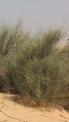 Leptadenia pyrotechnica