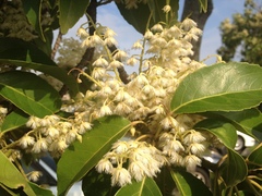 Elaeocarpus serratus