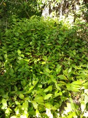 Tricyrtis