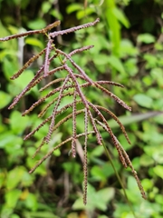 Paspalum paniculatum image