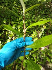 Tricyrtis