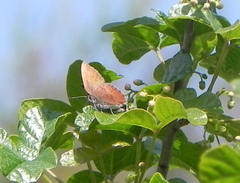 Callophrys augustinus