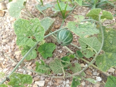 Trichosanthes scabra
