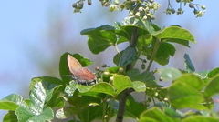 Callophrys augustinus