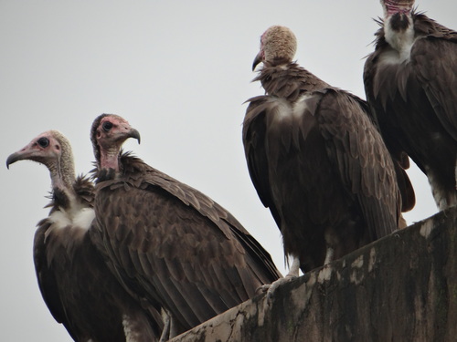 Hooded Vulture