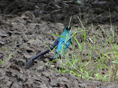 Lamprotornis caudatus
