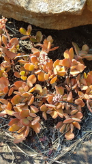 Crassula swaziensis