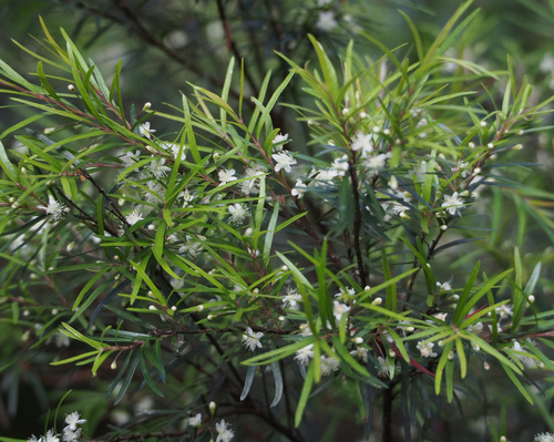 Austromyrtus tenuifolia (Sm.) Burret