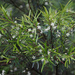Austromyrtus tenuifolia - Photo (c) Jenny Donald, algunos derechos reservados (CC BY-NC), uploaded by Jenny Donald