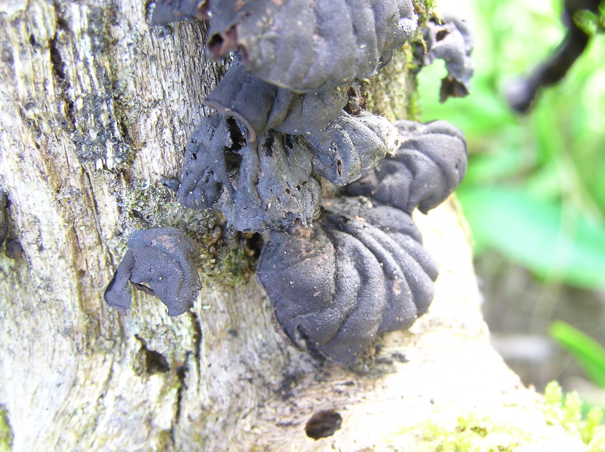 Anthracophyllum archeri image