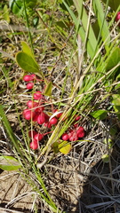 Gymnosporia markwardii