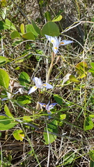 Moraea stricta